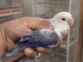 parrots-small-6