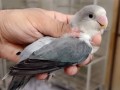 parrots-small-3