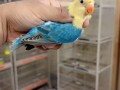 parrots-small-4