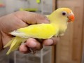 parrots-small-9