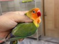 parrots-small-0