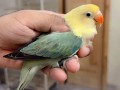 parrots-small-1