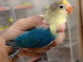 parrots-small-5