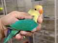 parrots-small-8