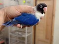 parrots-small-7