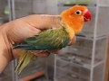 parrots-small-10