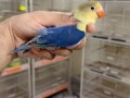 parrots-small-2