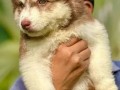 extremely-high-quality-siberian-husky-small-1