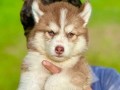 extremely-high-quality-siberian-husky-small-0