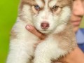 extremely-high-quality-siberian-husky-small-2