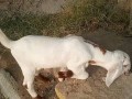 goat-for-sale-small-1