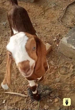 goat-for-sale-big-2