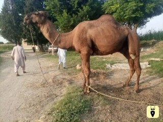 Camel For Sale