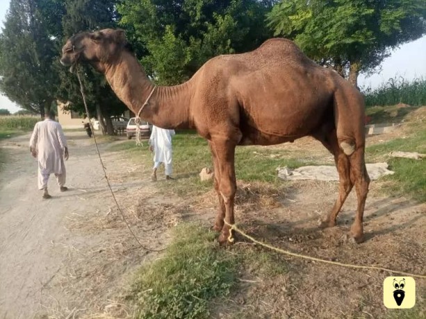 camel-for-sale-big-1