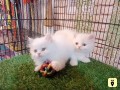 kittens-for-sale-small-2