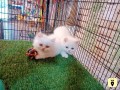 kittens-for-sale-small-0