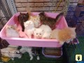 kittens-for-sale-small-1