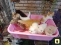 kittens-for-sale-small-3