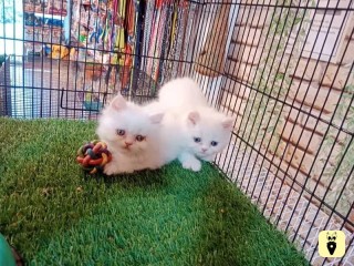 KITTENS FOR SALE