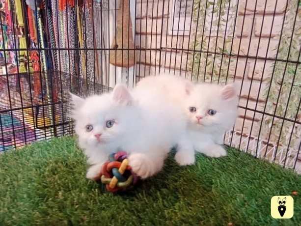 kittens-for-sale-big-2