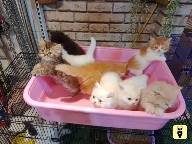 kittens-for-sale-big-3