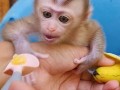 baby-monkey-for-sale-small-1