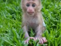 baby-monkey-for-sale-small-2