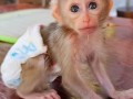 baby-monkey-for-sale-small-0