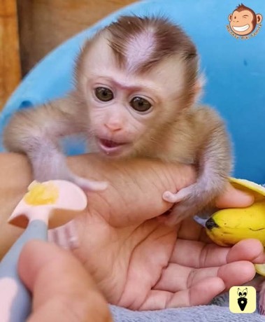 baby-monkey-for-sale-big-1