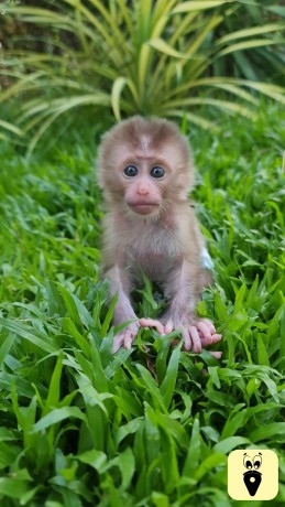 baby-monkey-for-sale-big-2