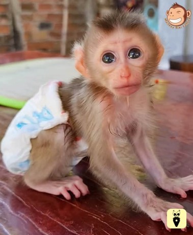 baby-monkey-for-sale-big-0